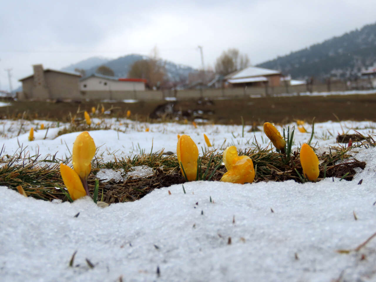 Konya’nın yükseklerinde baharın habercileri kendini gösterdi 7